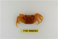 藏品(白紋方蟹)的圖片